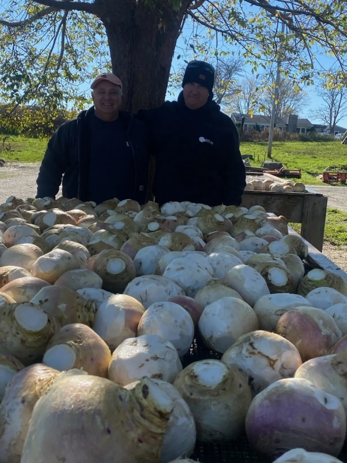 A harvest of Eastham turnips